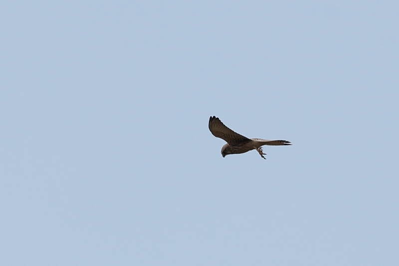 Falke-