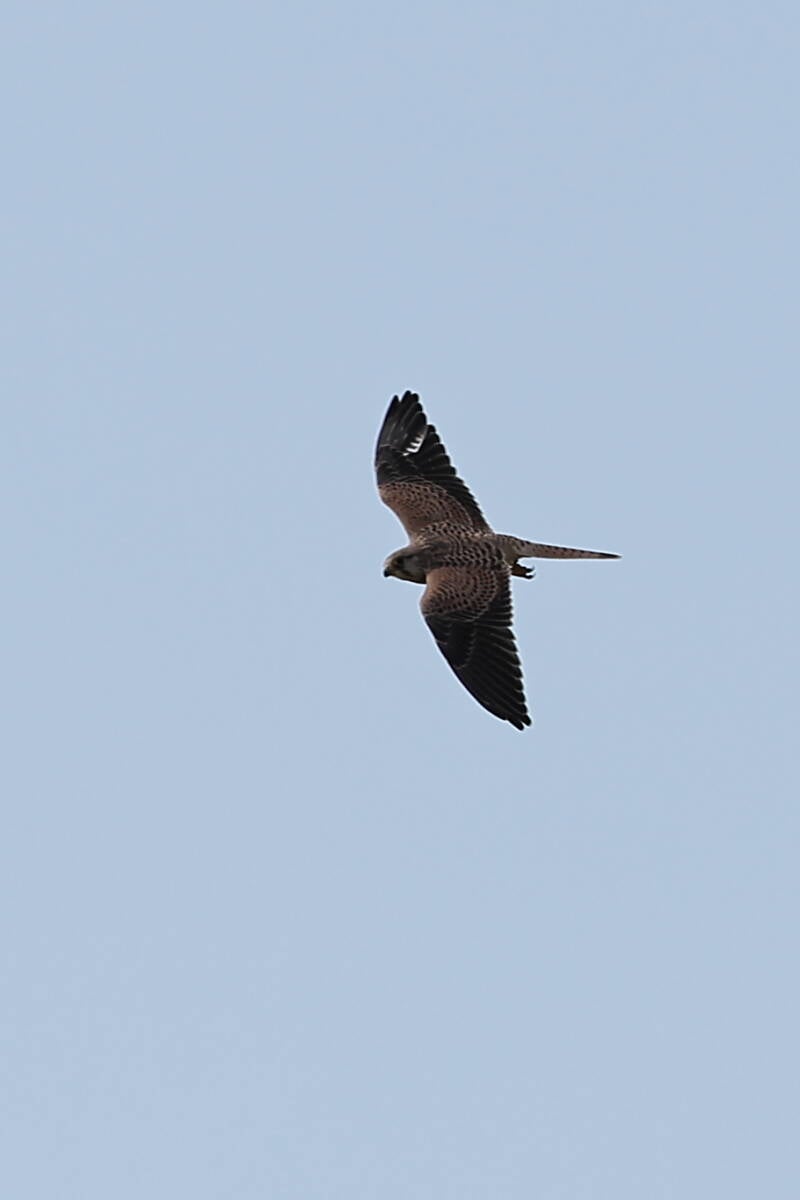 Falke