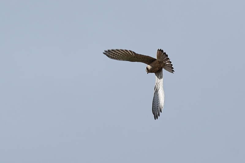 Falke