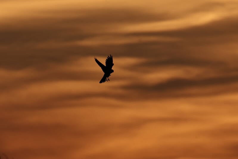 falke-sonnenuntergang_045a4251-standard.jpg