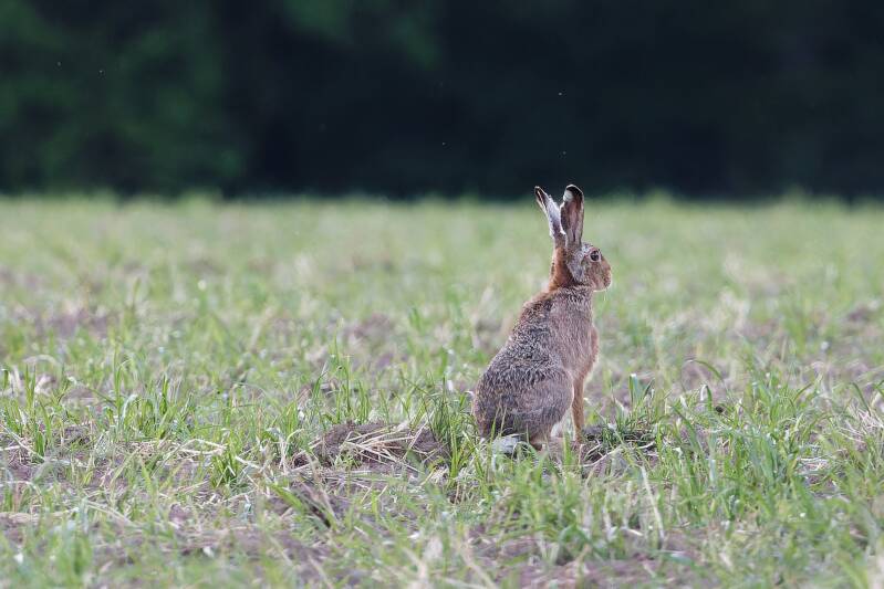 Feldhase