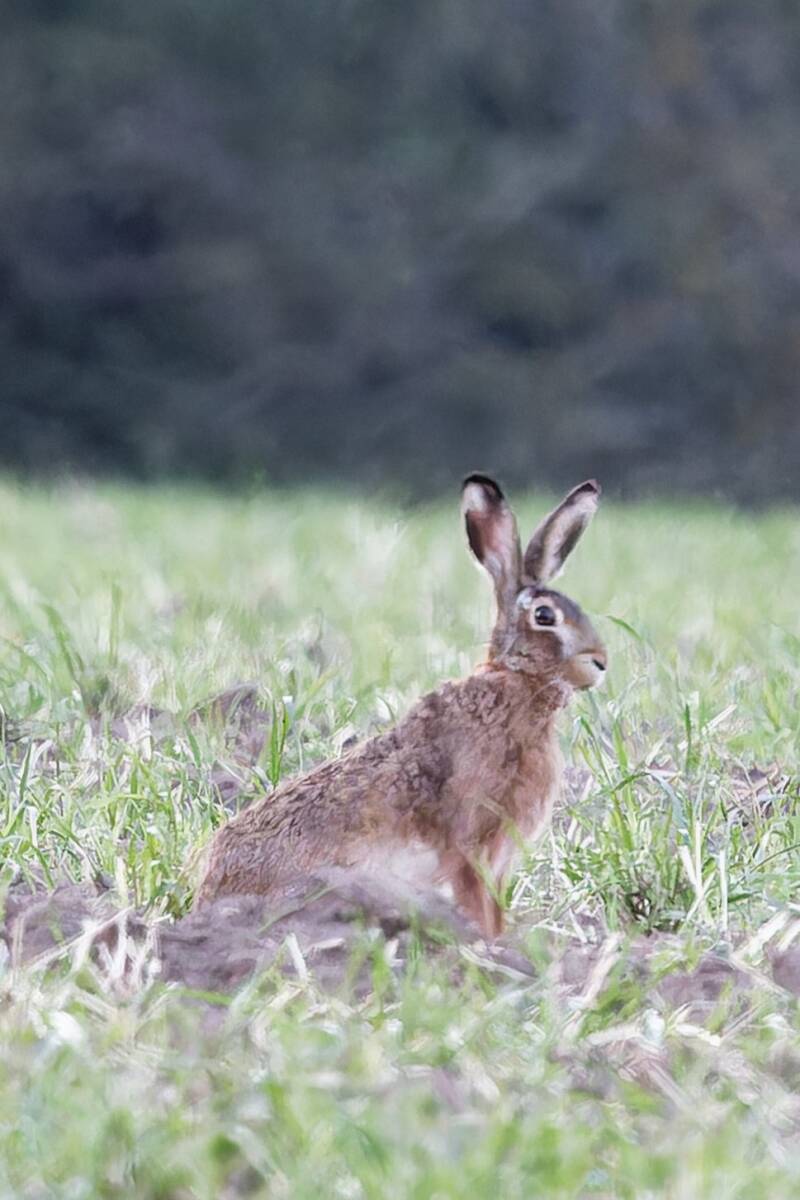 Feldhase