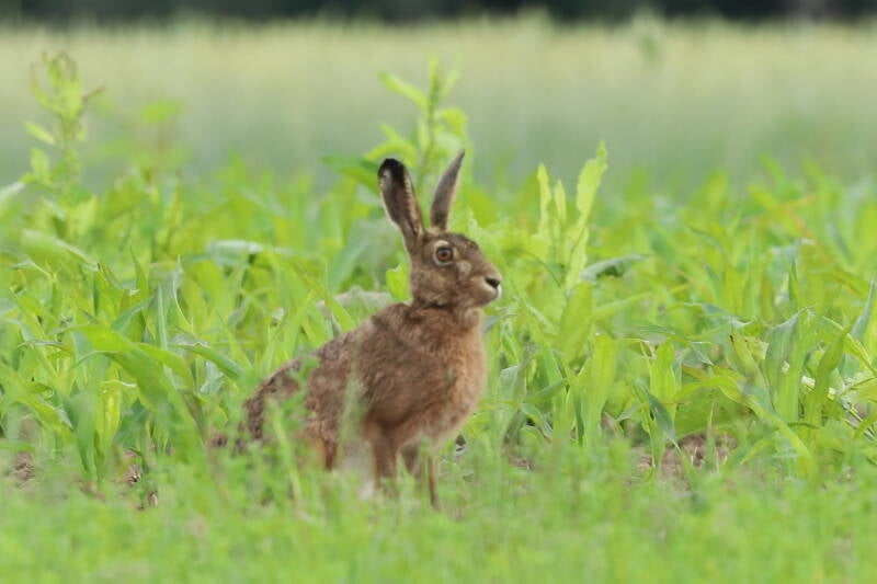 Feldhase