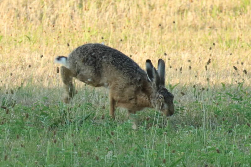 feldhase_img_8507-standard.jpg