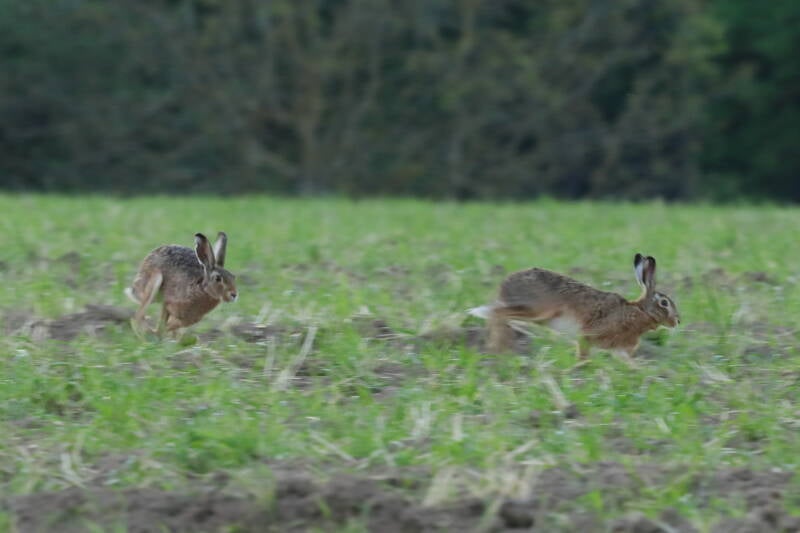 Feldhasen