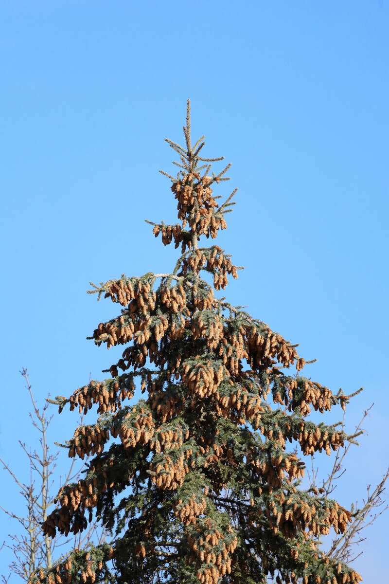 Fichte mit Zapfen