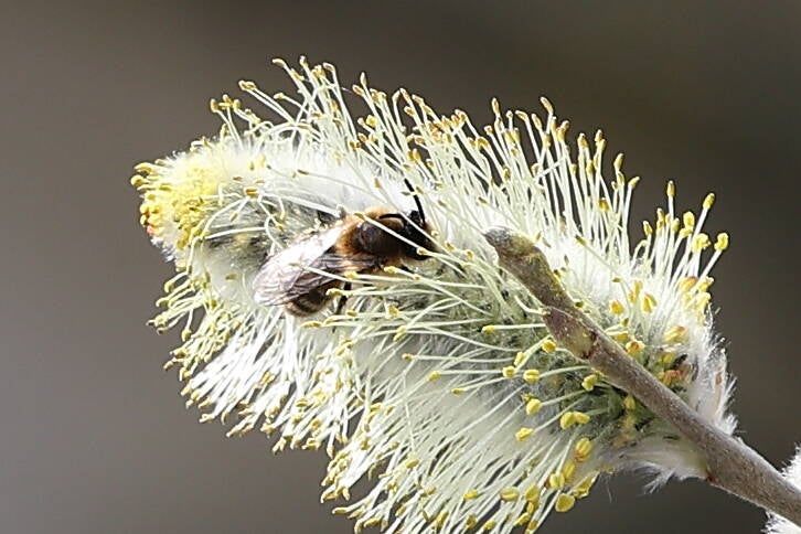 Frühlings-Seidenbiene (Colletes cunicularius)