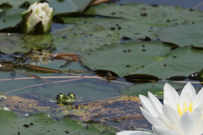 frosch-seerose_045a3840-standard.jpg