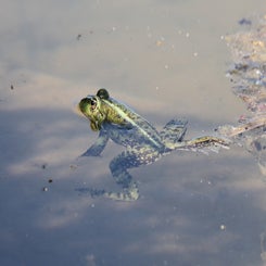 frosch_045a4723-standard.jpg