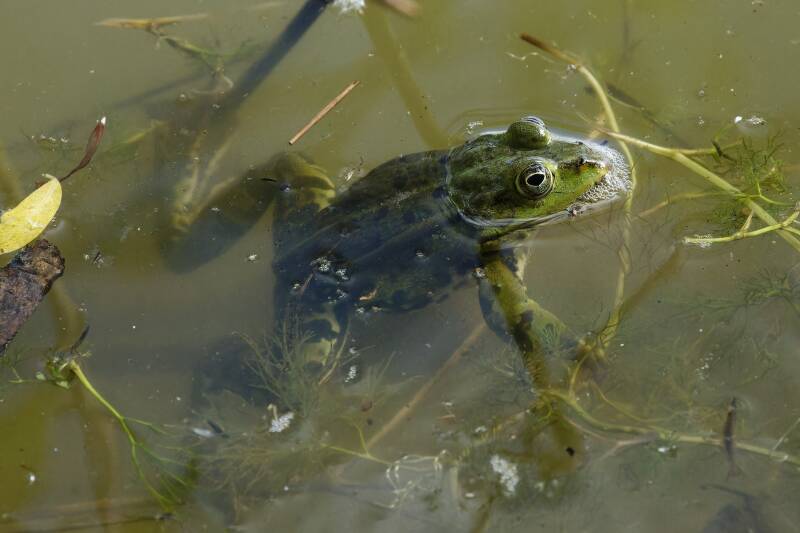 Frosch