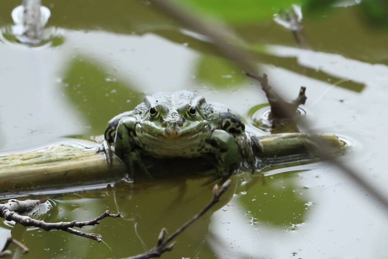 Frosch