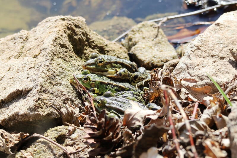 Frösche