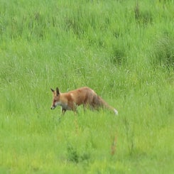 fuchs_img_7211-standard.jpg