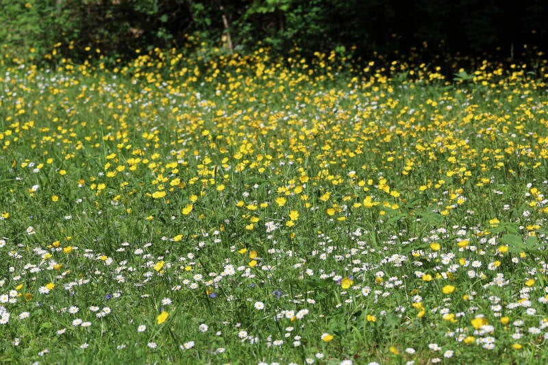 Gänseblümchen und Hahnenfuß