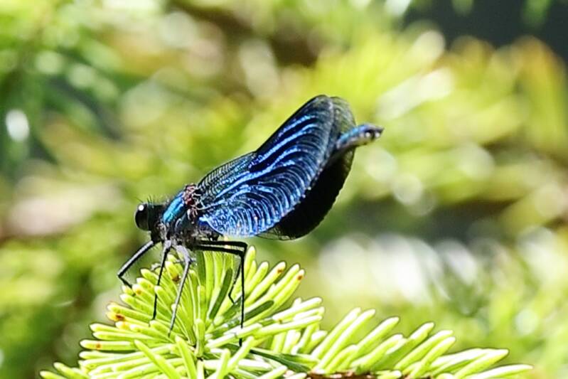 gebänderte Prachtlibelle