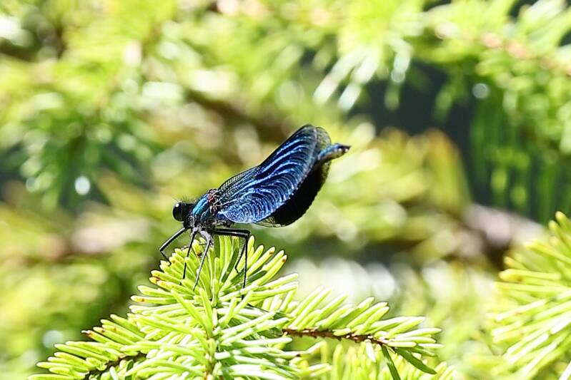 gebänderte Prachtlibelle