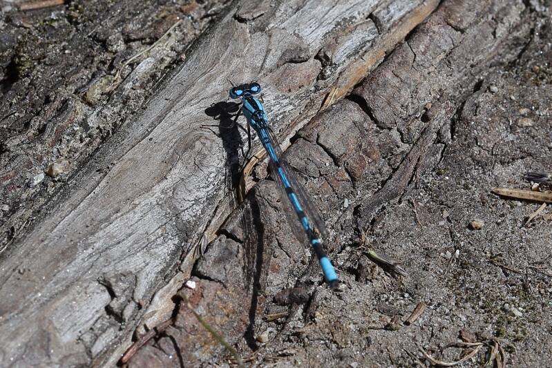 gemeine- Becherjungfer