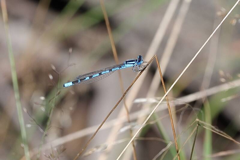 gemeine Becherjungfer