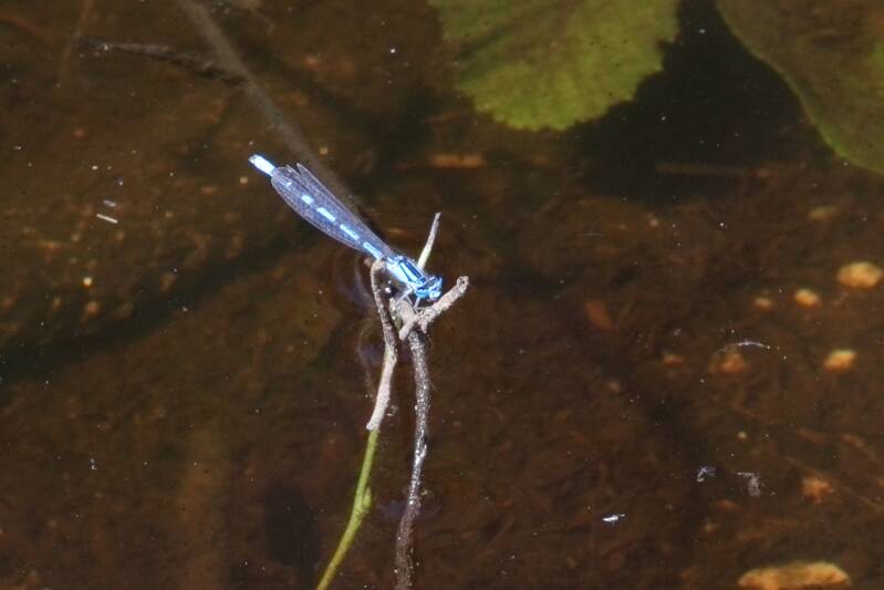 gemeine Becherjungfer