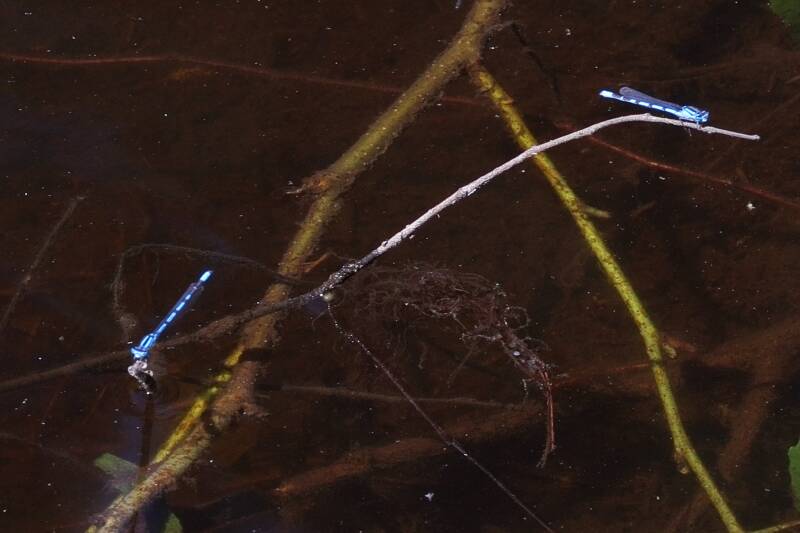 gemeine Becherjungfer