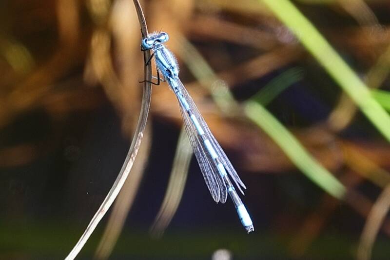 gemeine Becherjungfer