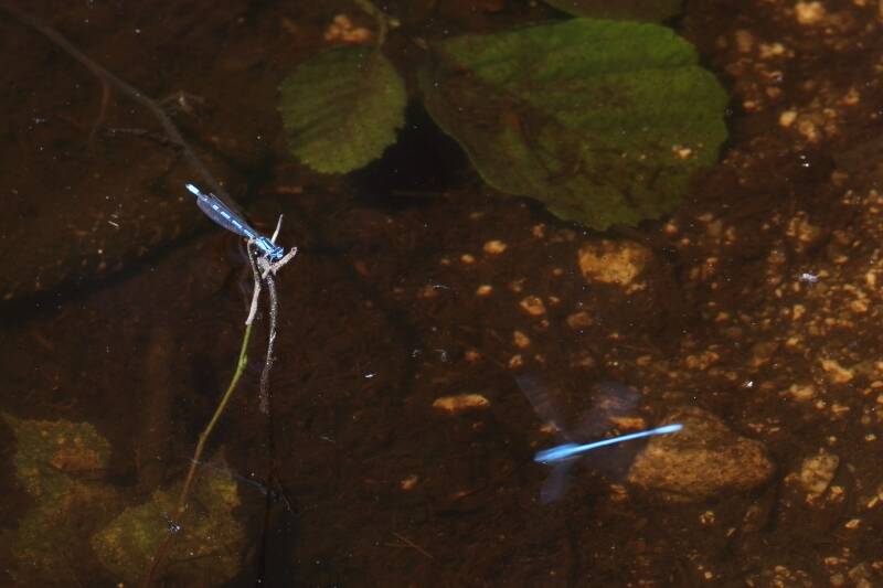 gemeine Becherjungfern