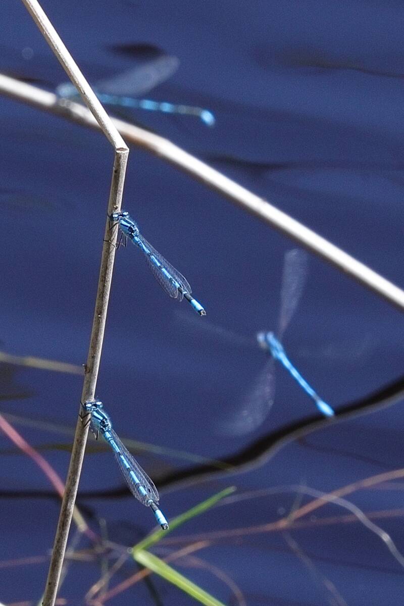 gemeine Becherjungfern