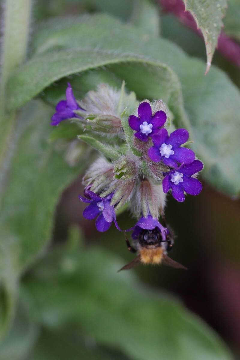 Ackerhummel