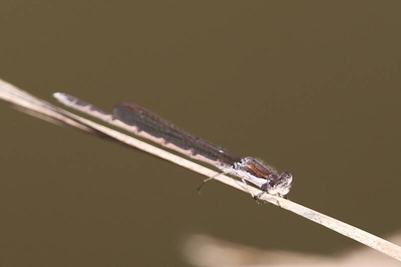 Gemeine Winterlibelle (Sympecma fusca)