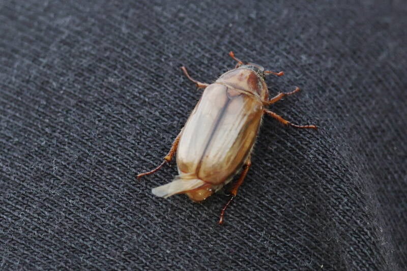 Gerippter Brachkäfer (Amphimallon solstitiale)