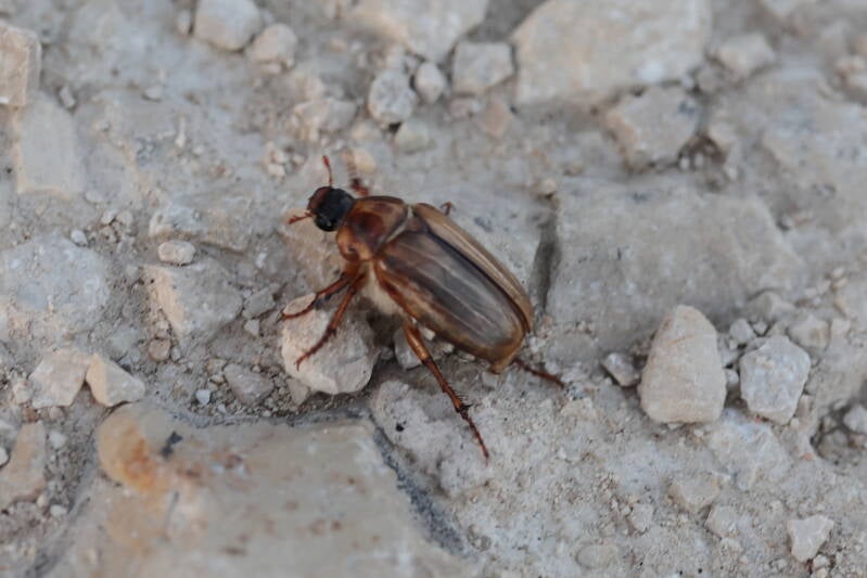 Gerippter Brachkäfer (Amphimallon solstitiale)