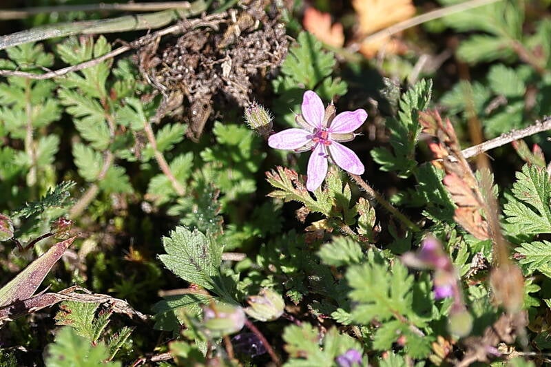 gewöhnliche Rreiherschnabel