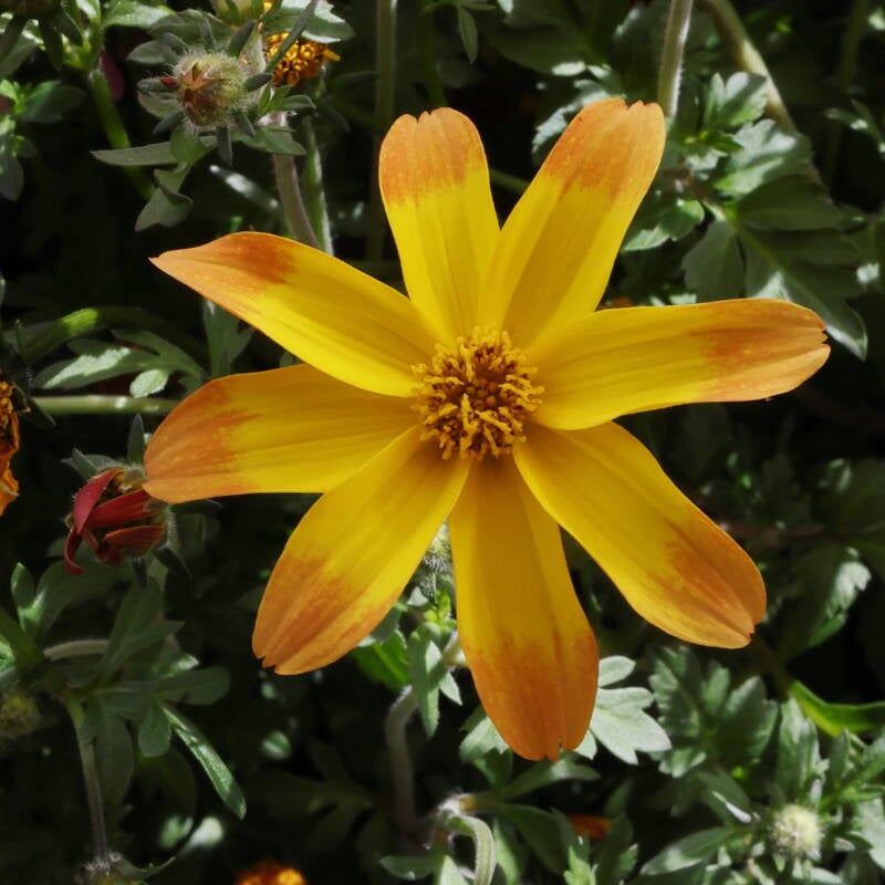 goldener Zweizahn