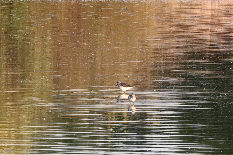 Grünschenkel Schnepfenvogel