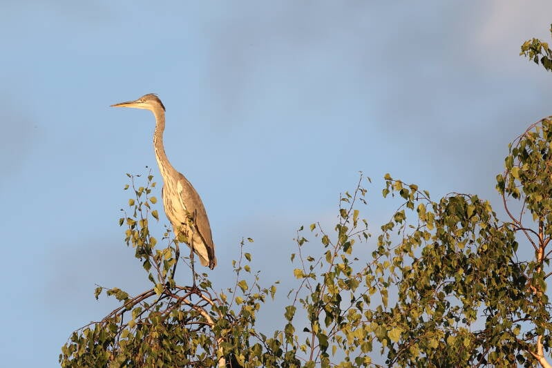 Graureiher im Morgenlicht_