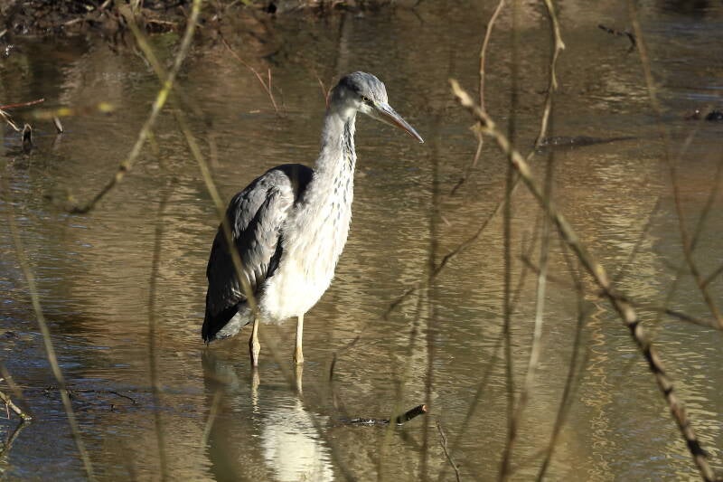 Graureiher am Rothsee