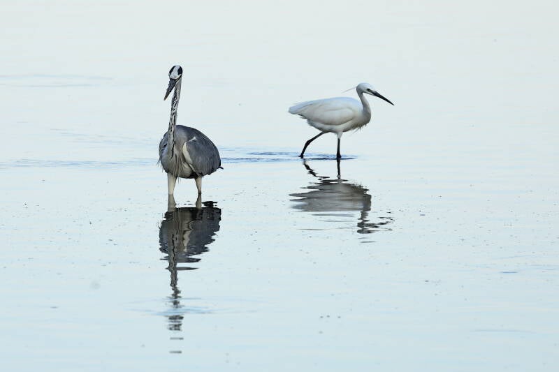 Graureiher und Seidenreiher