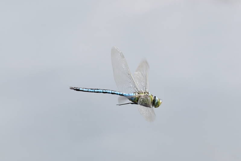 Große Königslibelle (Anax imperator)