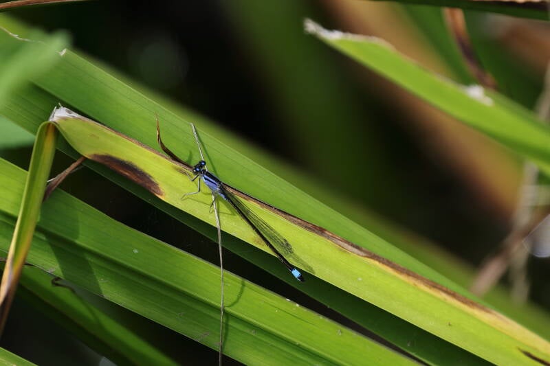 Große Pechlibelle (Ischnura elegans)