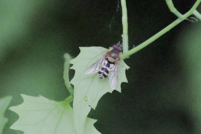 große Schwebfliege (Syrphus ribesii)