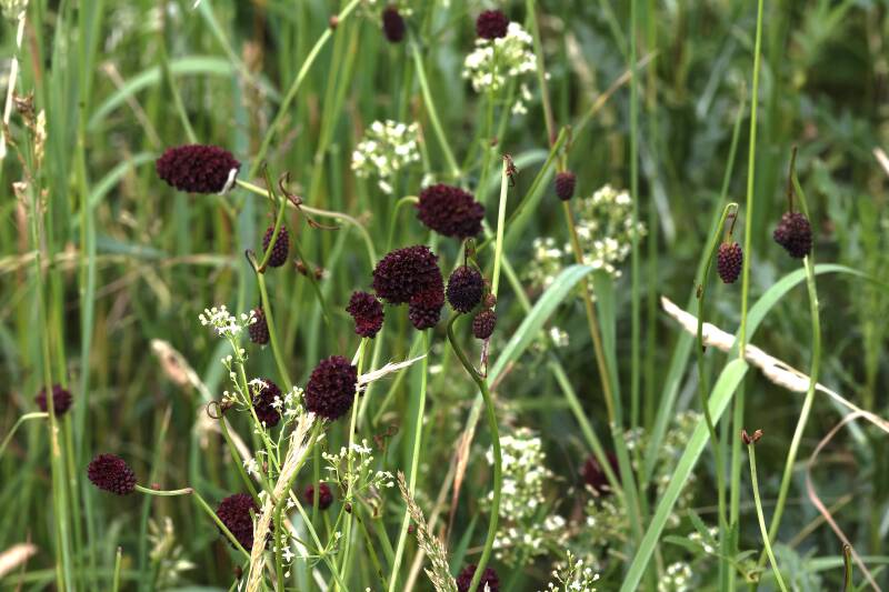 großer Wiesenknopf
