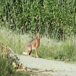 hase_045a4317-standard.jpg