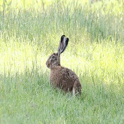 hase_045a4361-standard.jpg