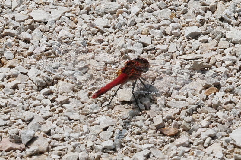Heideliebelle (Sympetrum ambiguum)