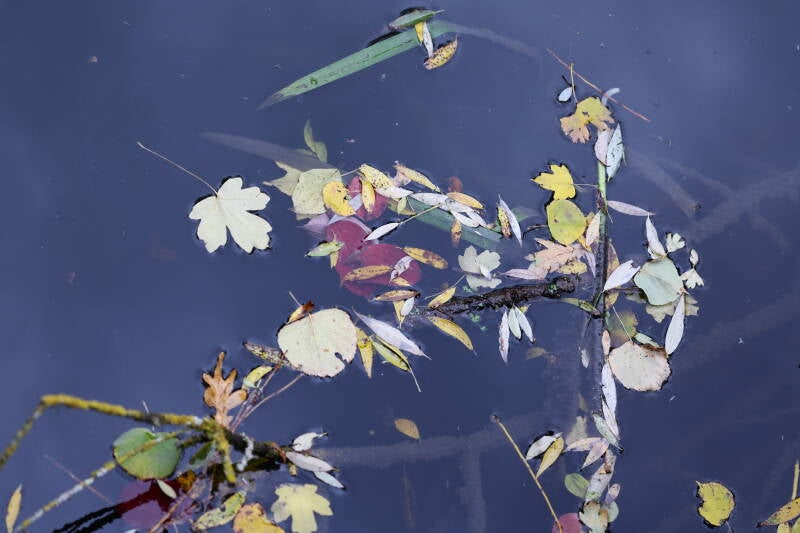 herbstlaub-auf-wasser_045a0876-standard.jpg