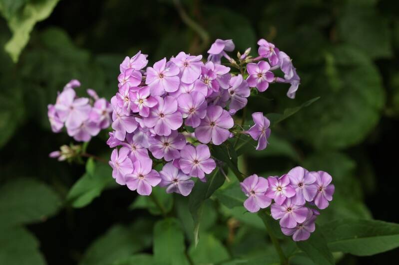 hoher Stauden Phlox