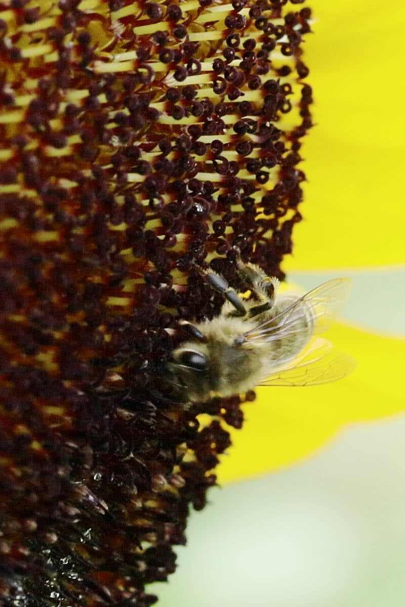 honigbiene_img_6143-standard.jpg