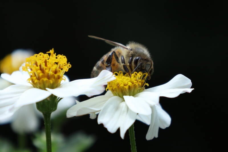 Honigbiene (Apis mellifera)