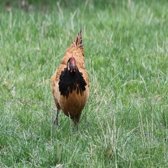 huhn_045a2530-standard.jpg