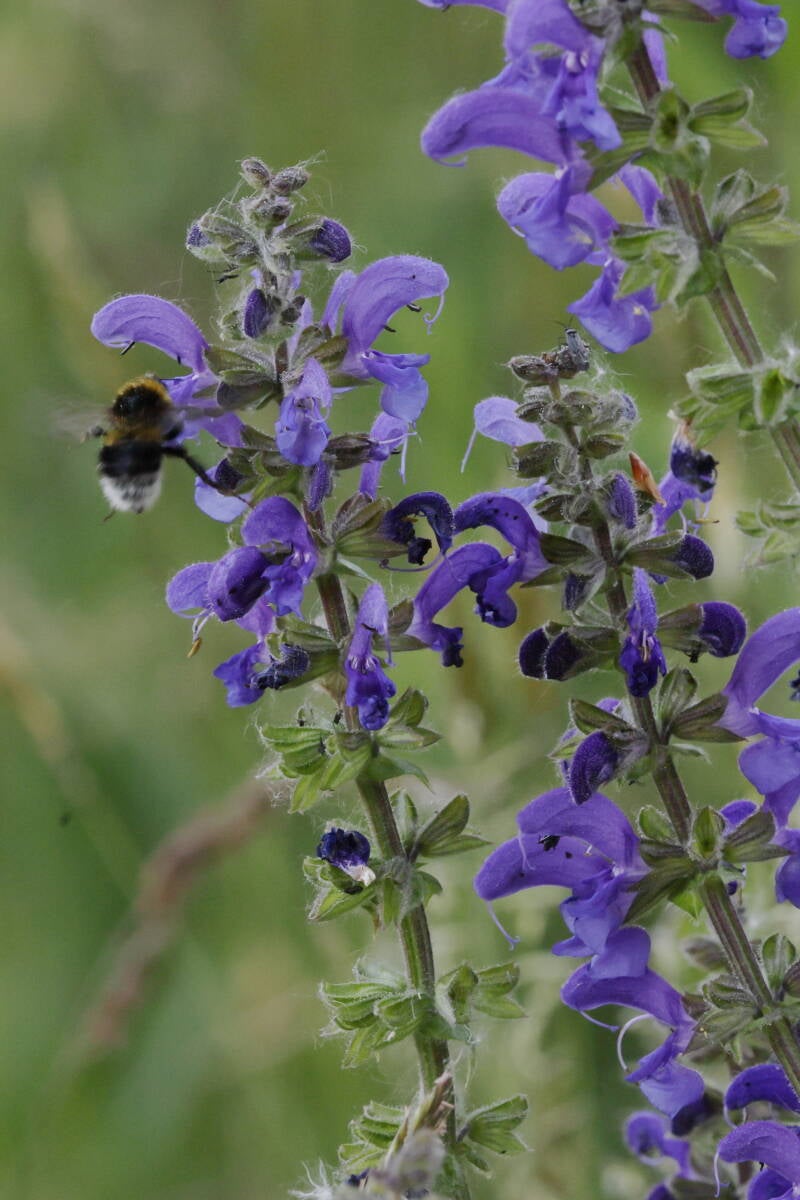 Hummel